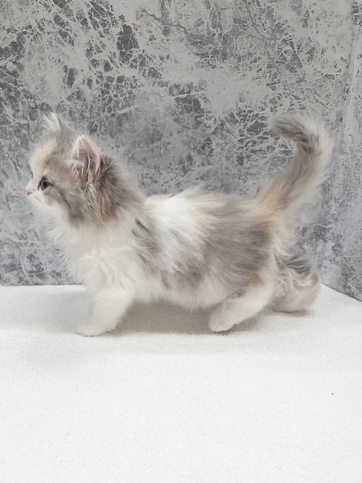 ラガマフィンの写真2