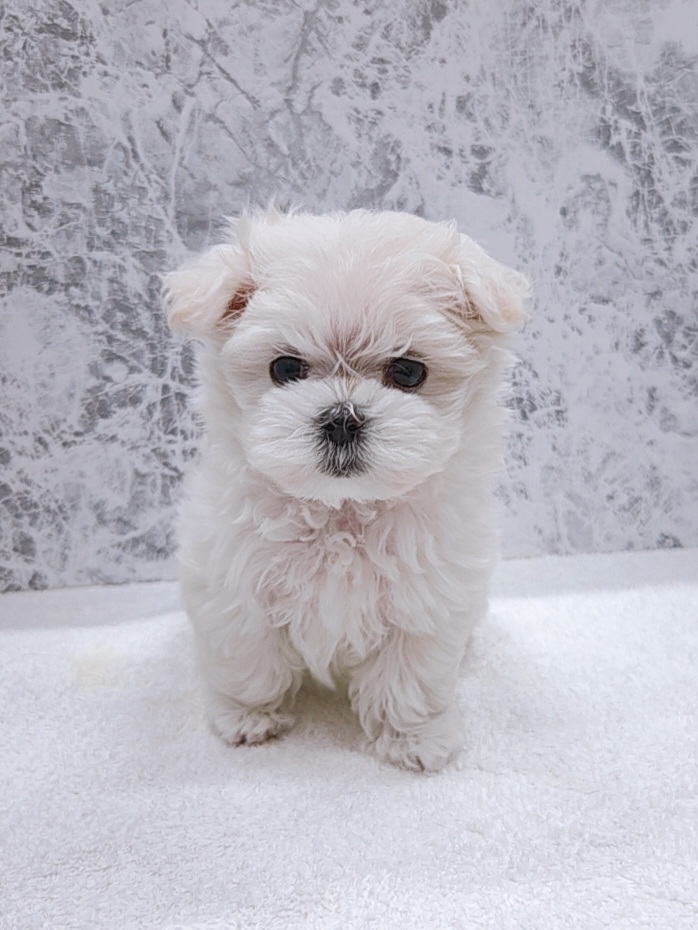 マルチーズの写真