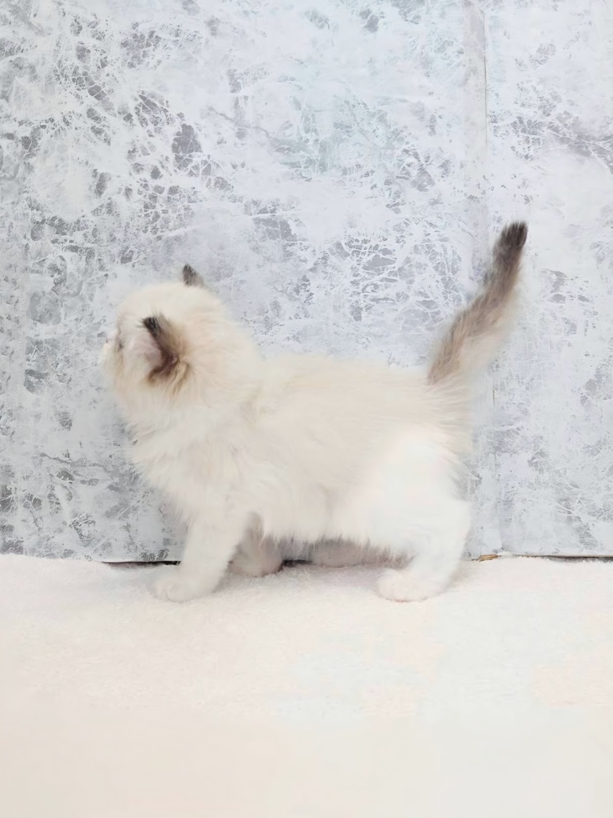 ラグドールの写真2