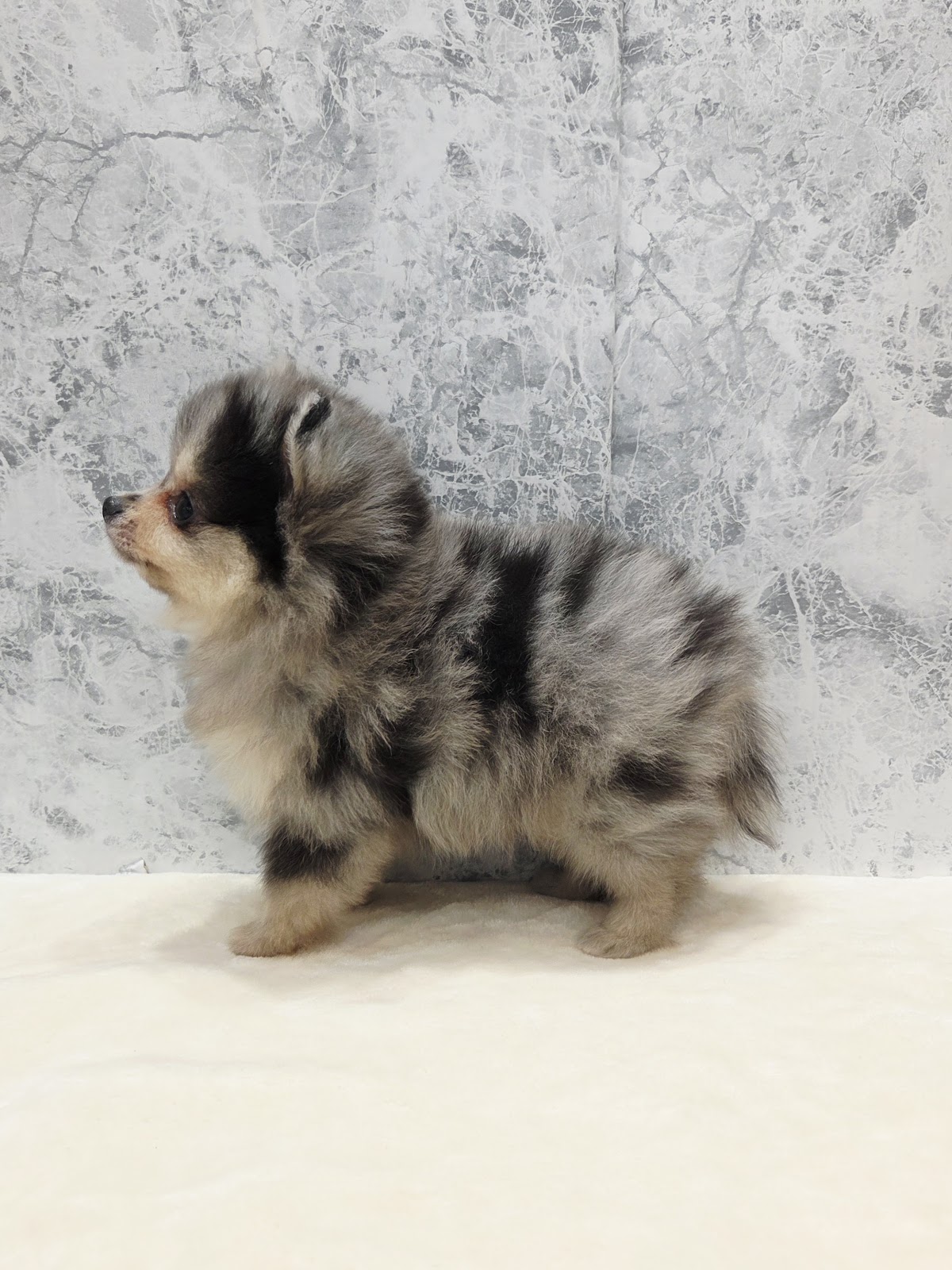 ポメラニアンの写真2