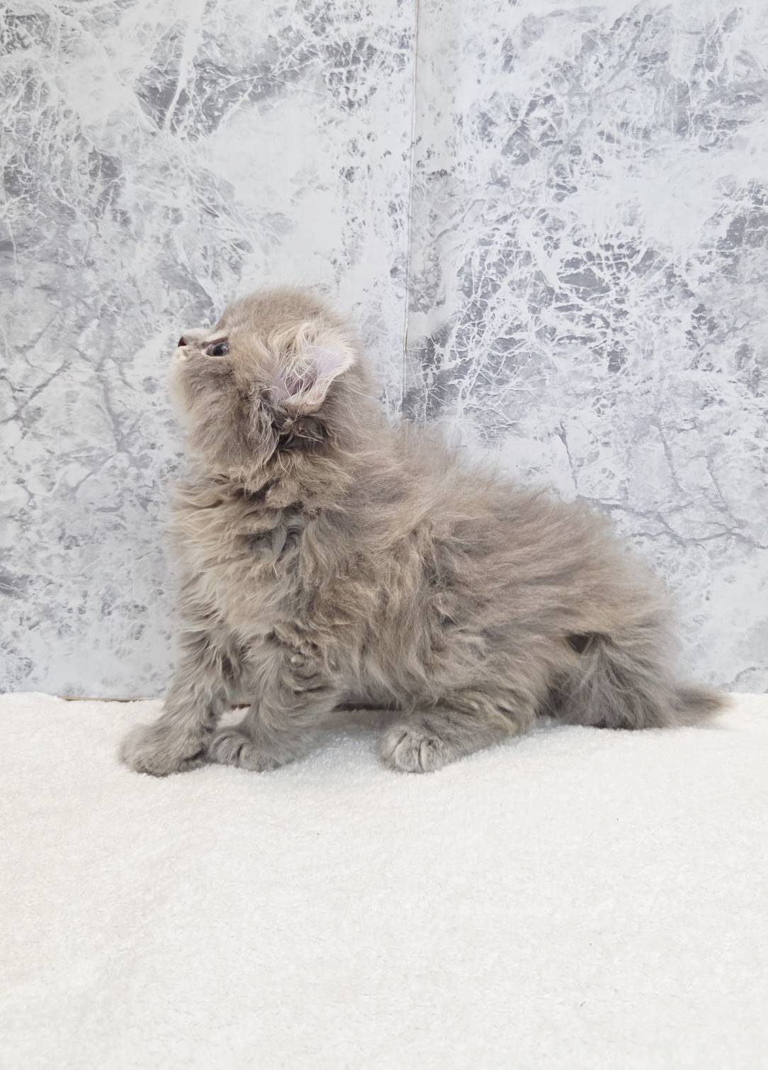 アメリカンカールの写真2