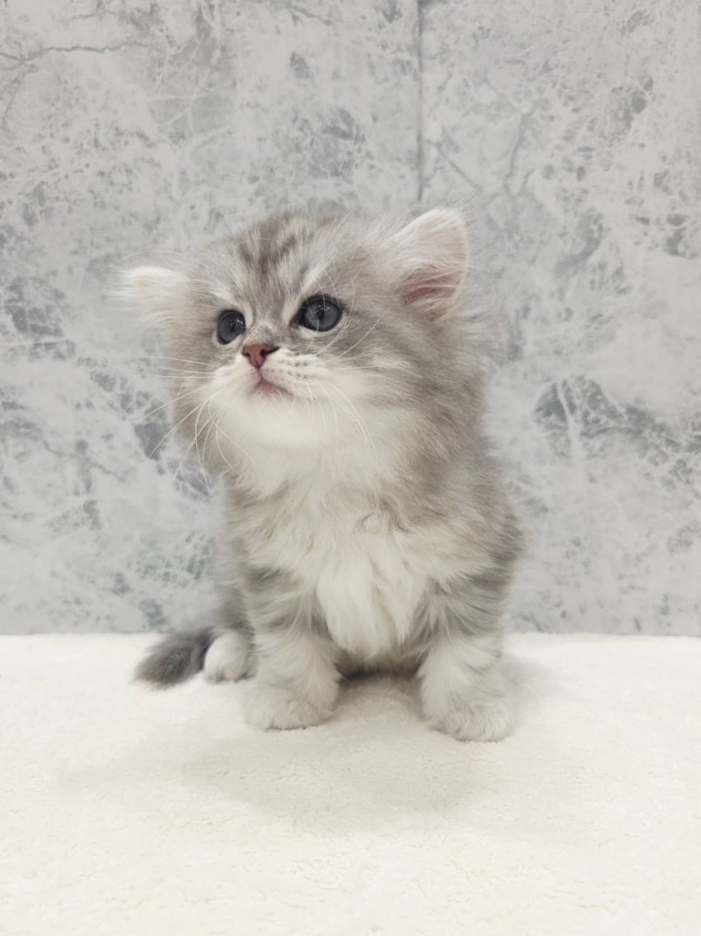 ラガマフィンの写真3