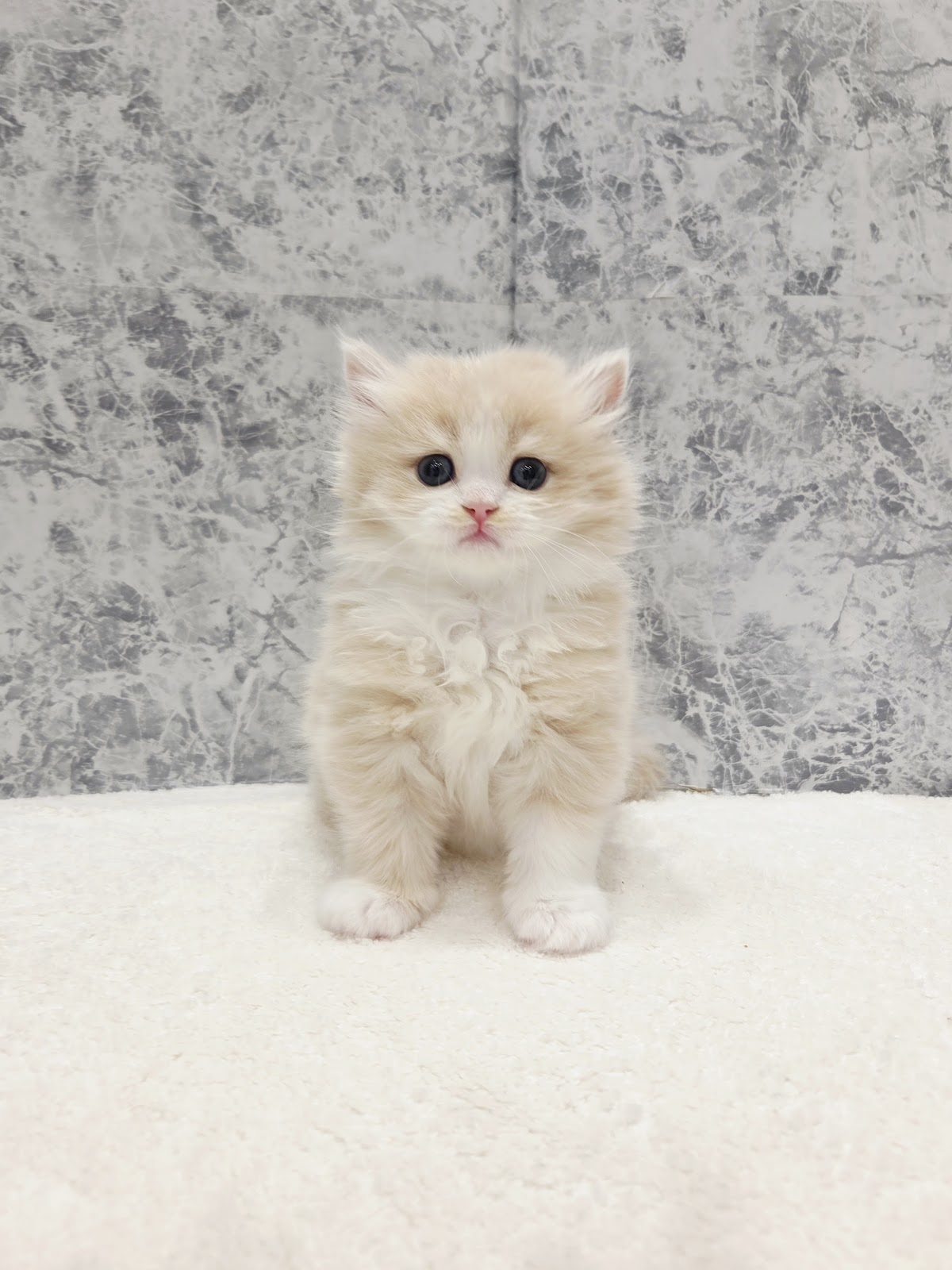 ラガマフィンの写真