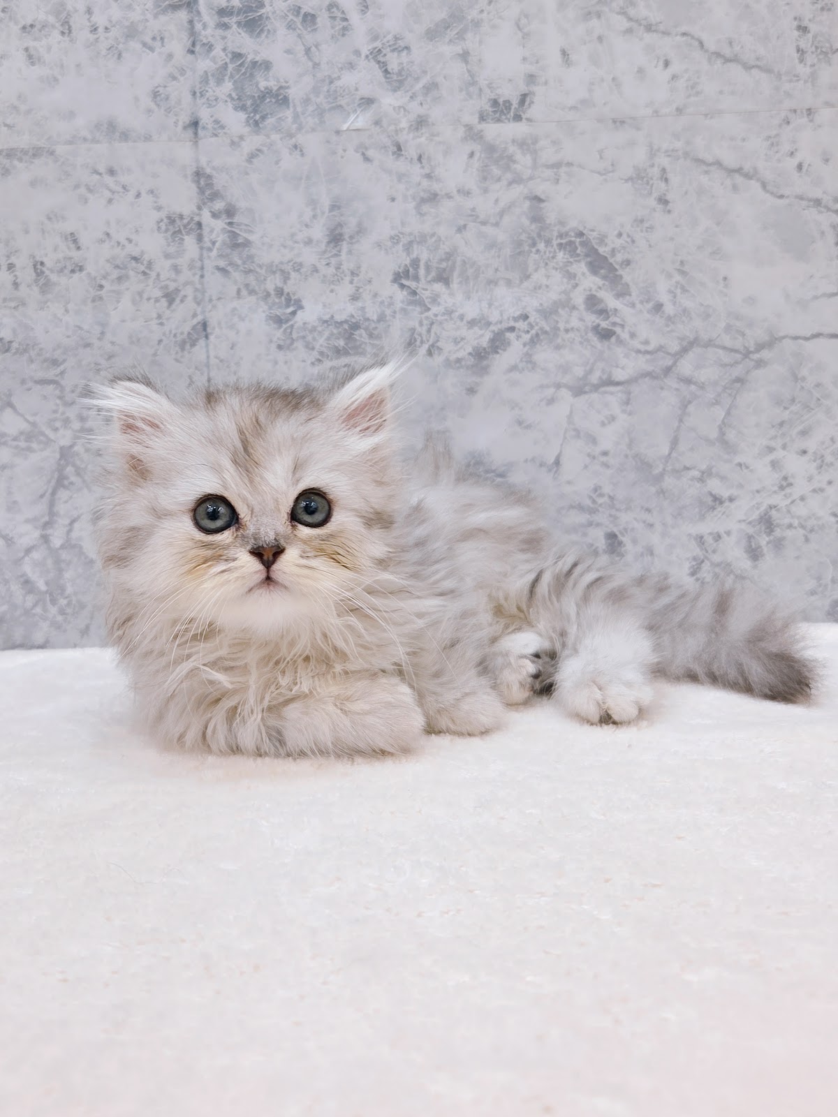 ミヌエットの写真3