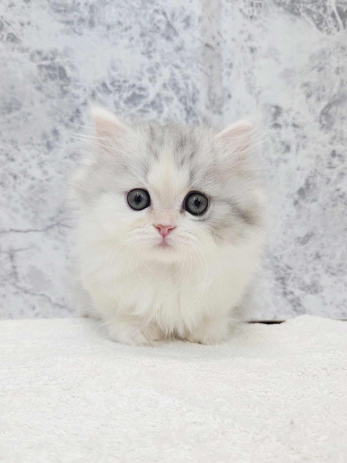 ミヌエットの写真