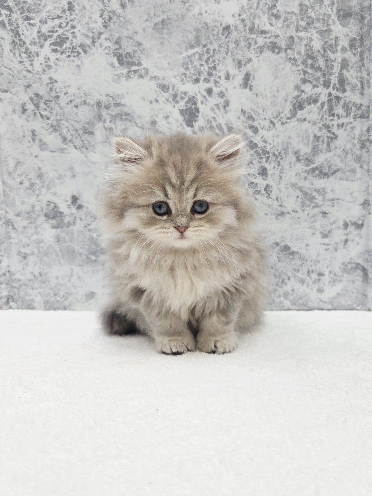 ペルシャの写真