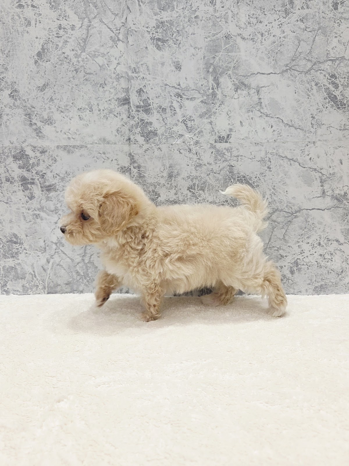 トイプードル×マルチーズの写真2