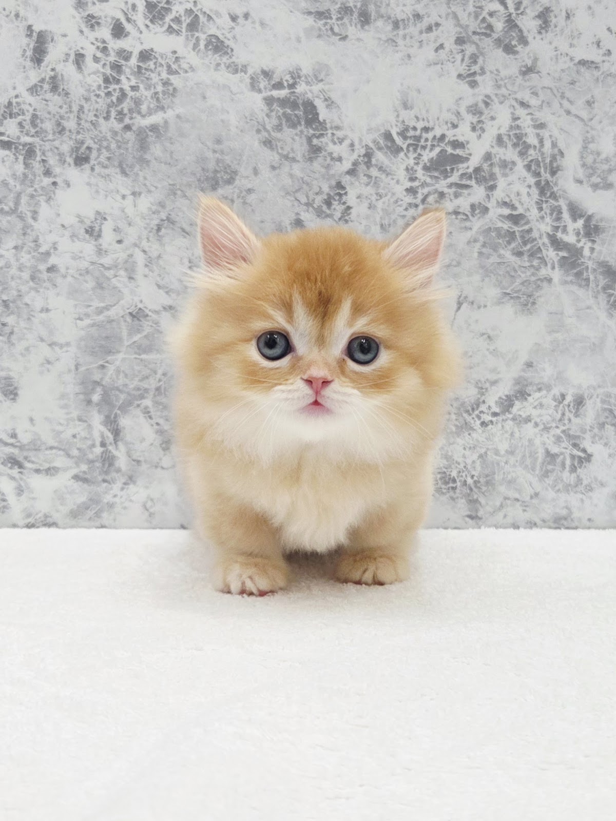 ミヌエットの写真