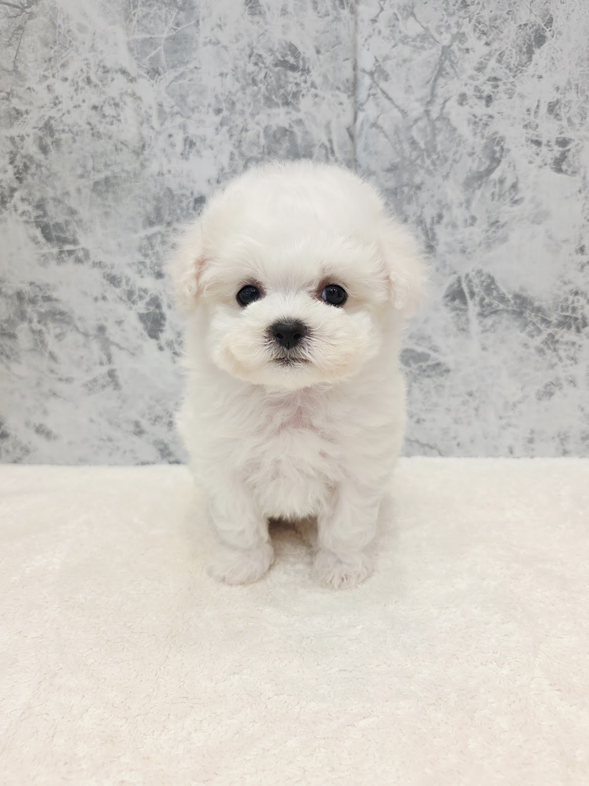 ビションフリーゼの写真