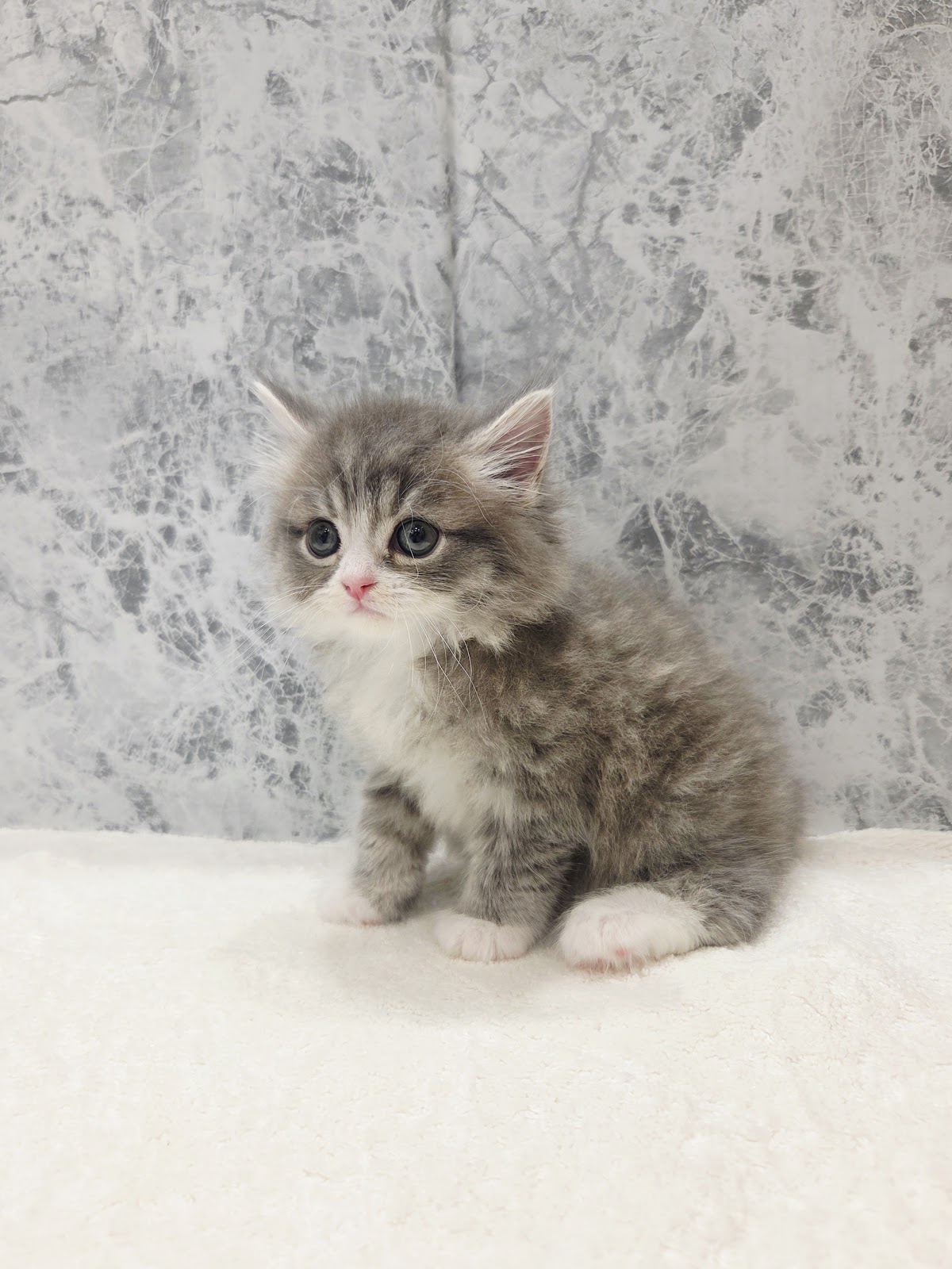 ラガマフィンの写真3