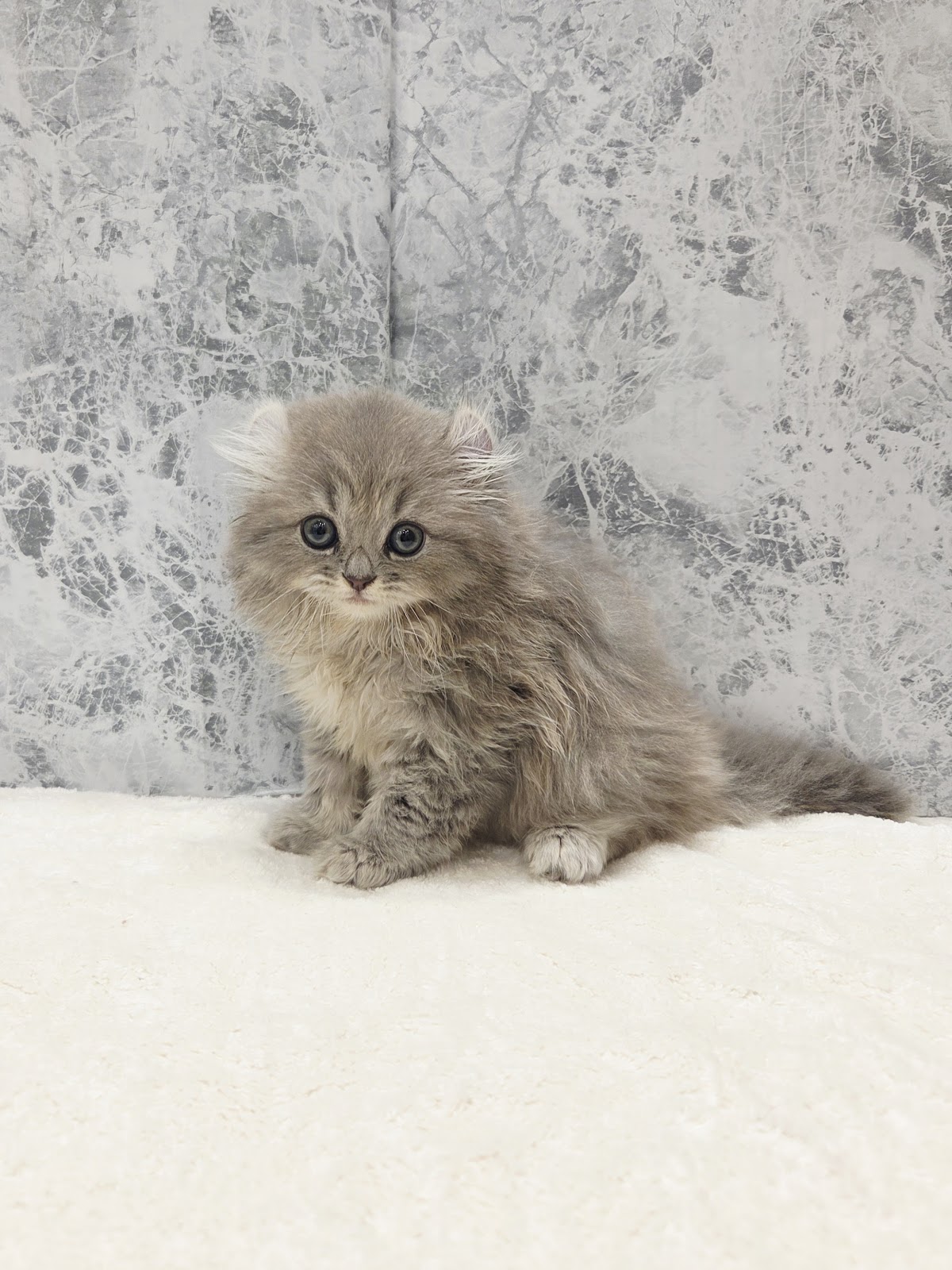 アメリカンカールの写真3