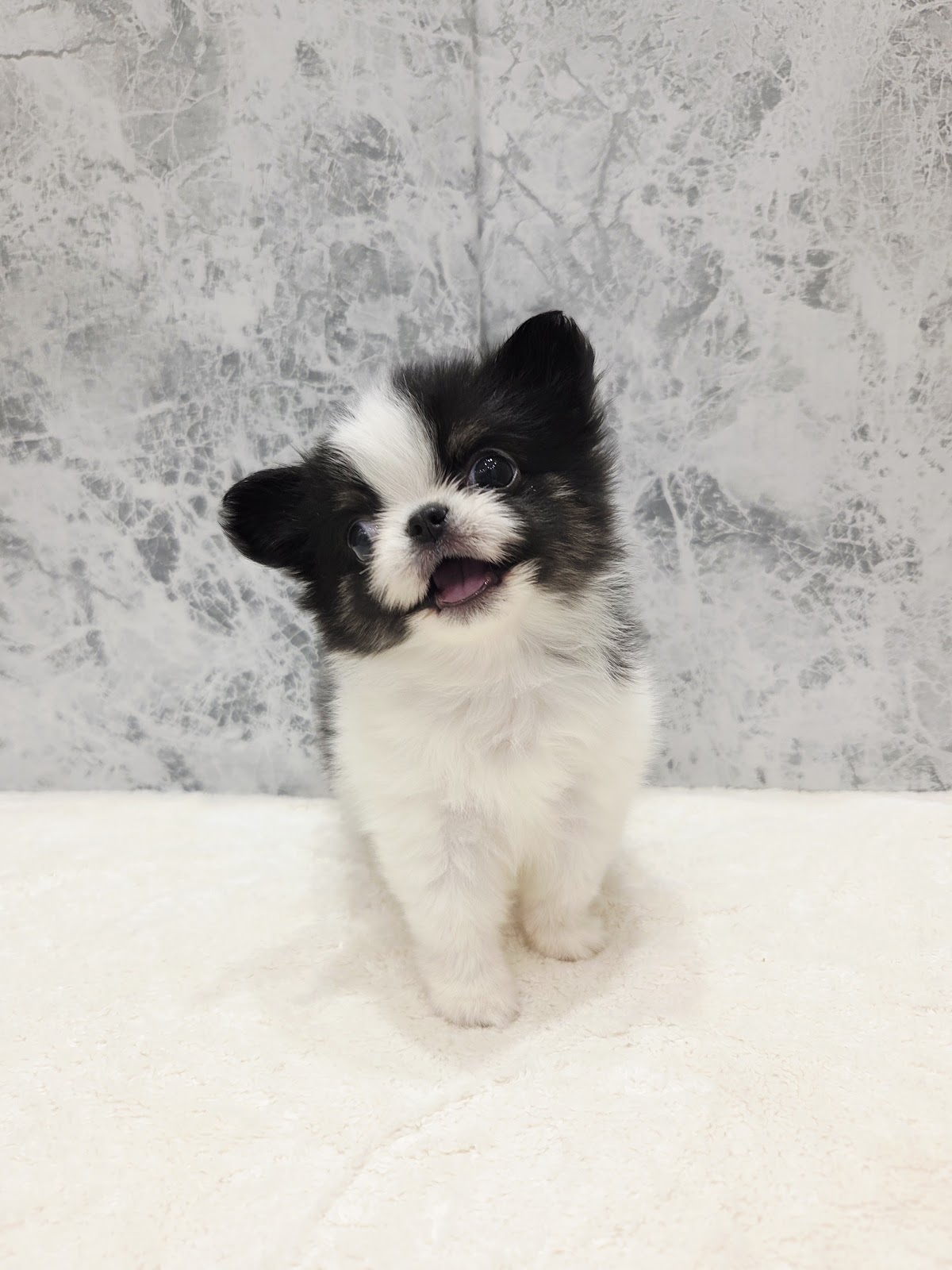 ロングコートチワワの写真3