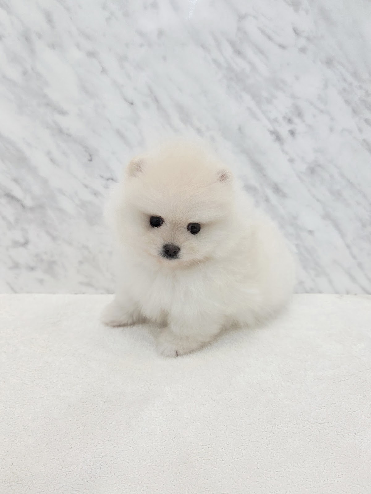 ポメラニアンの写真3