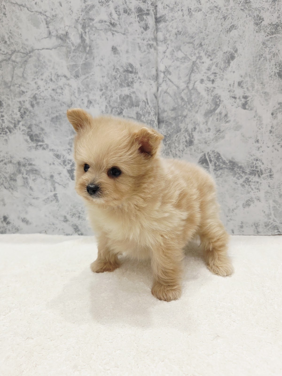 トイプードル×ポメラニアンの写真3