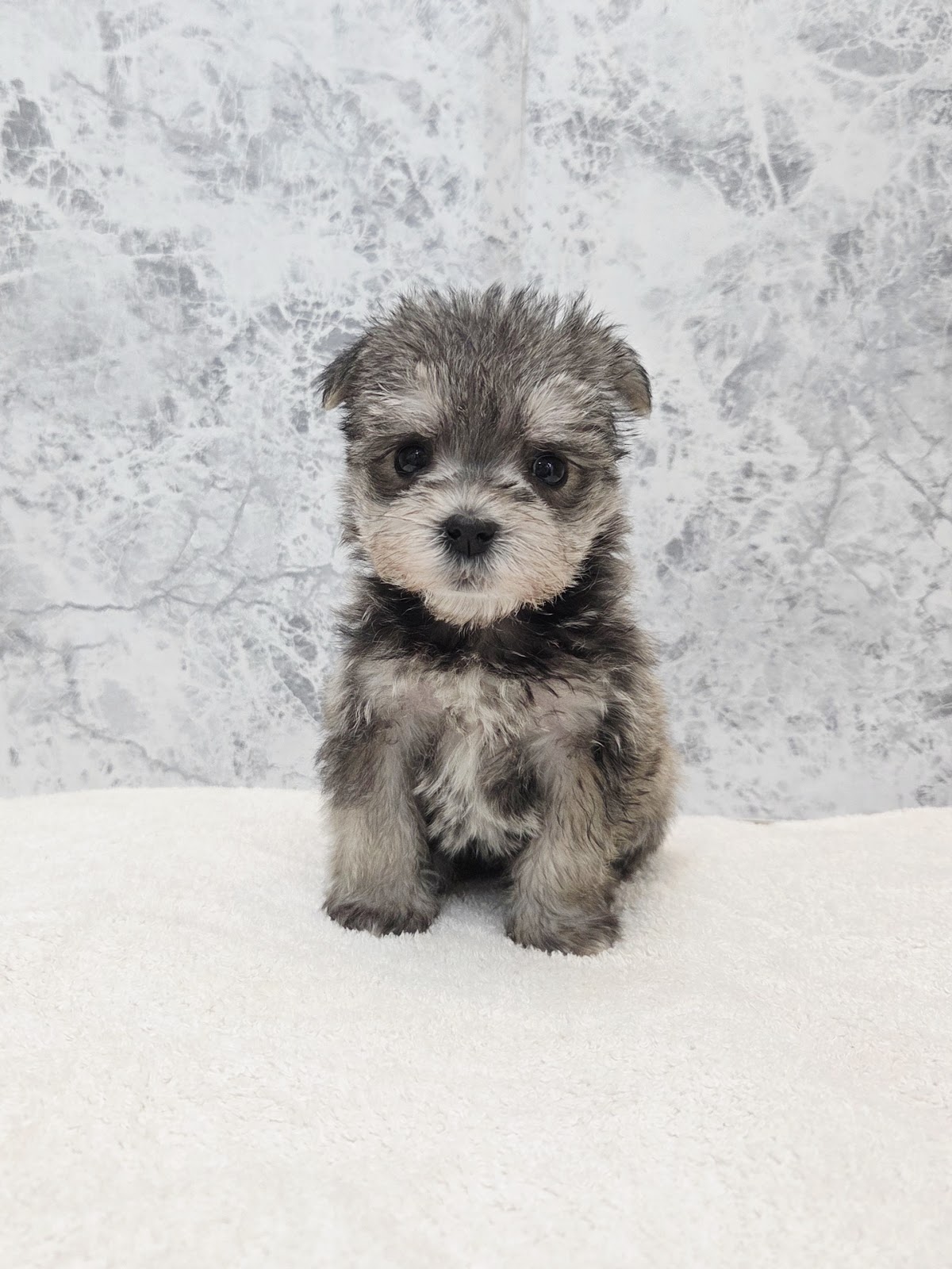 ミニチュアシュナウザー×マルチーズの写真