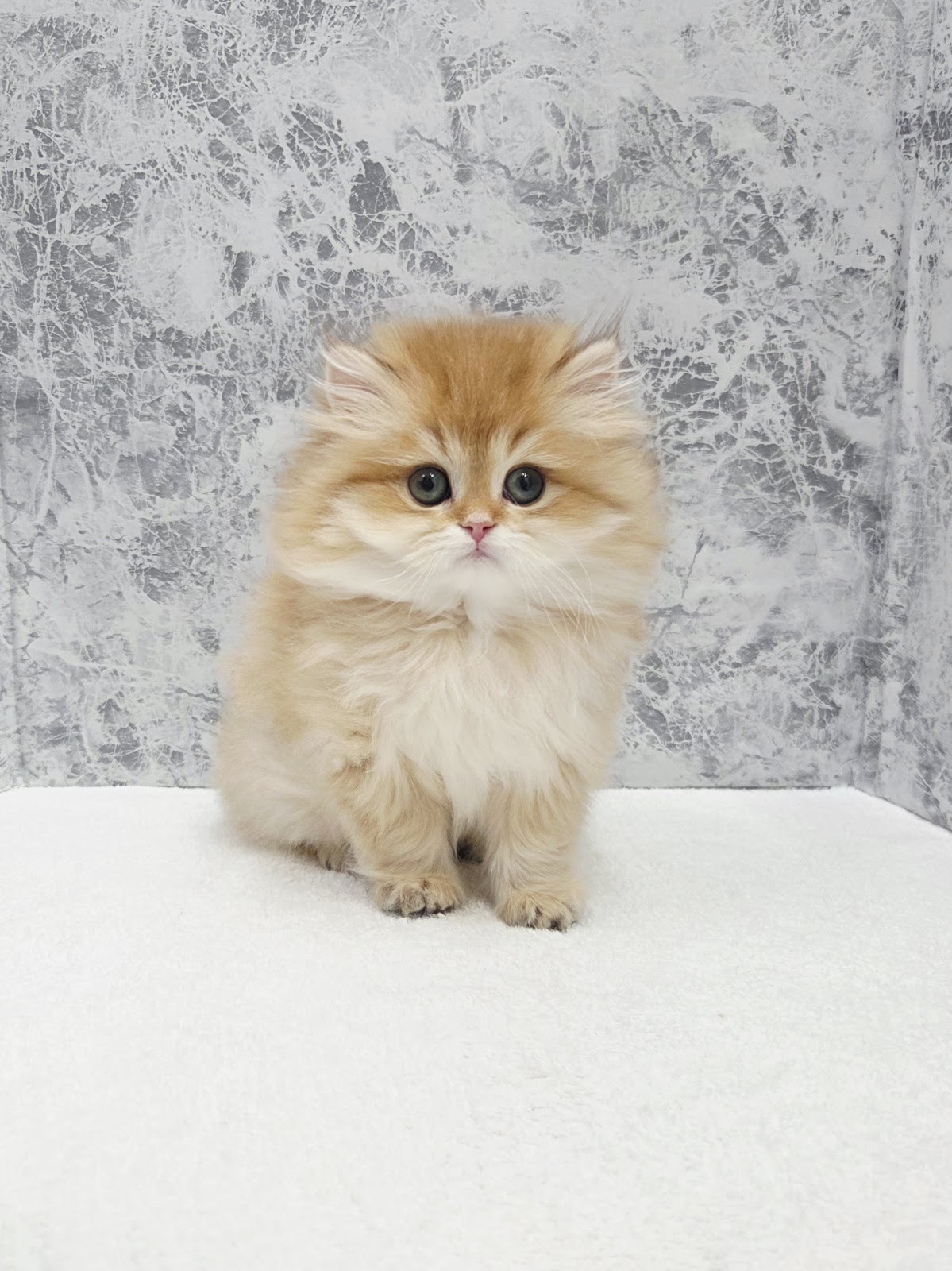 ブリティッシュロングヘアーの写真3