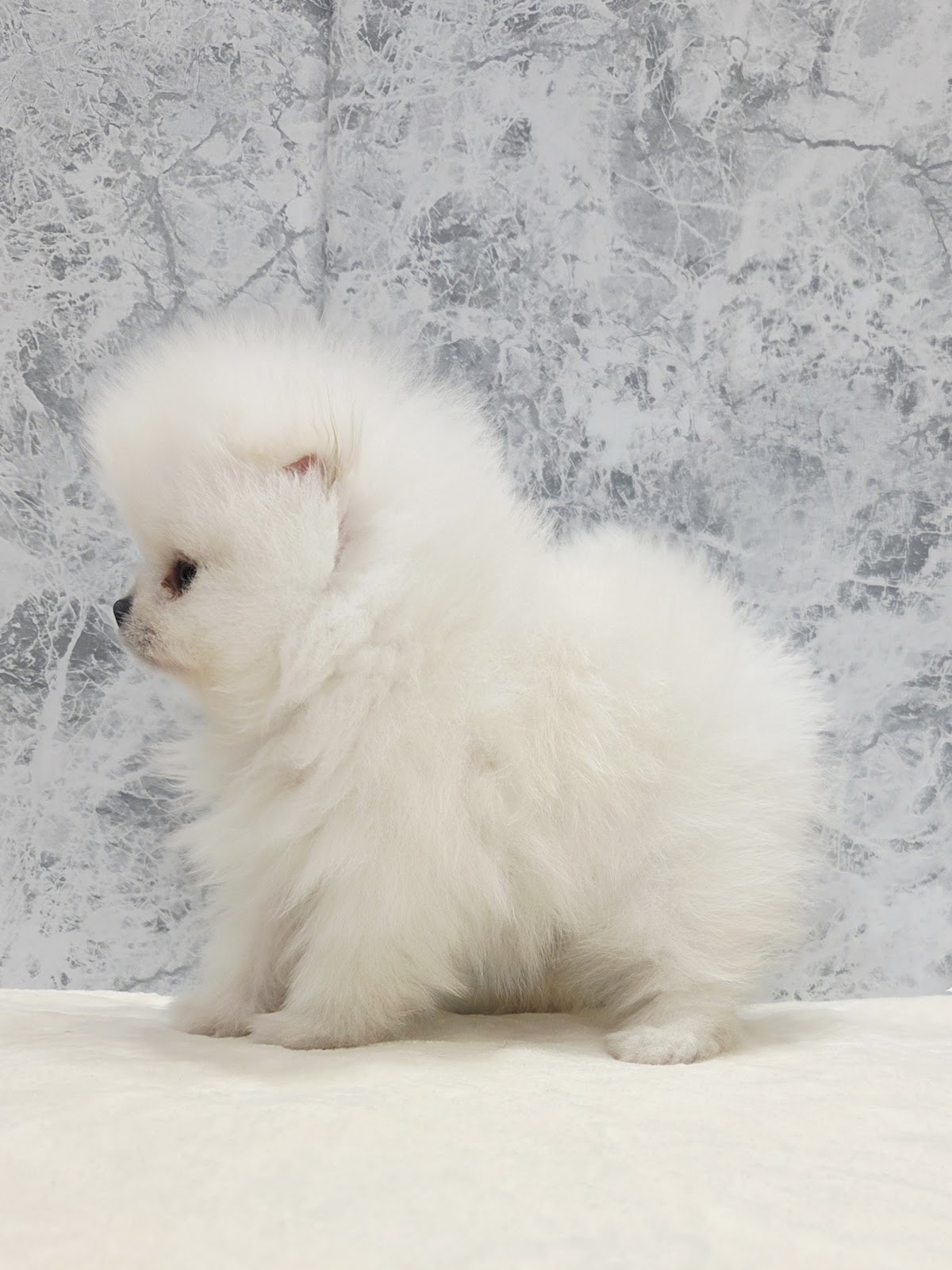 ポメラニアンの写真2