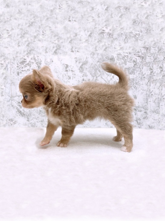 ロングコートチワワの写真2