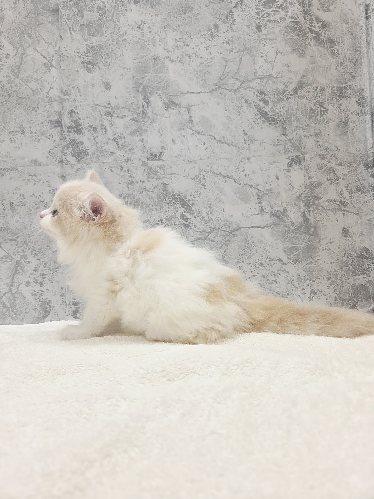 サイベリアンの写真2