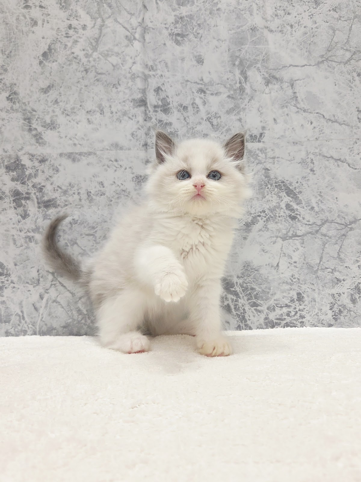 ラグドールの写真3