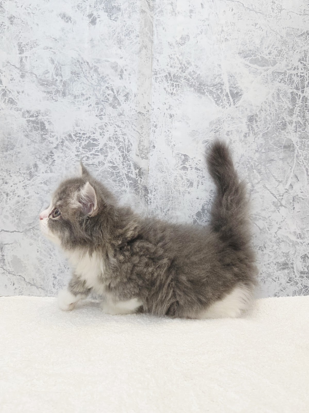 ミヌエットの写真2