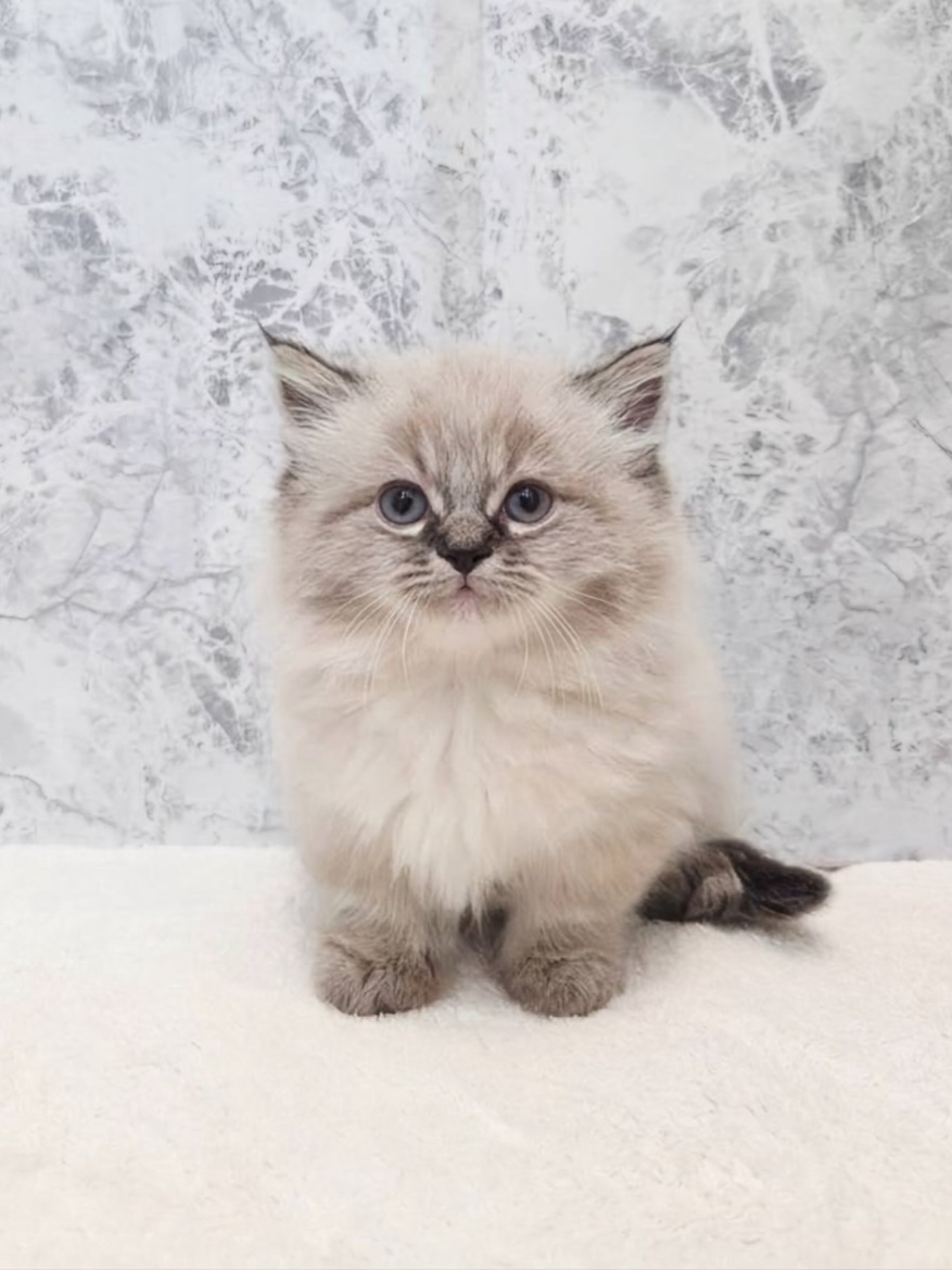 ミヌエットの写真