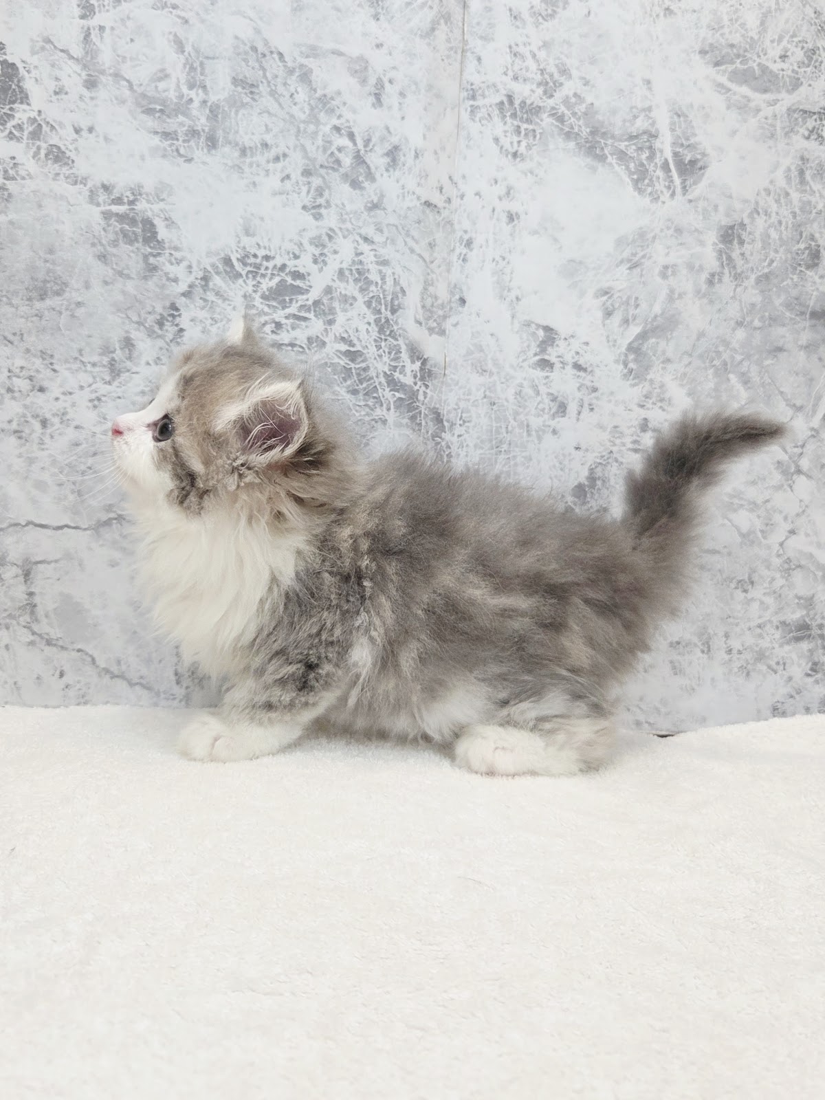 サイベリアンの写真2