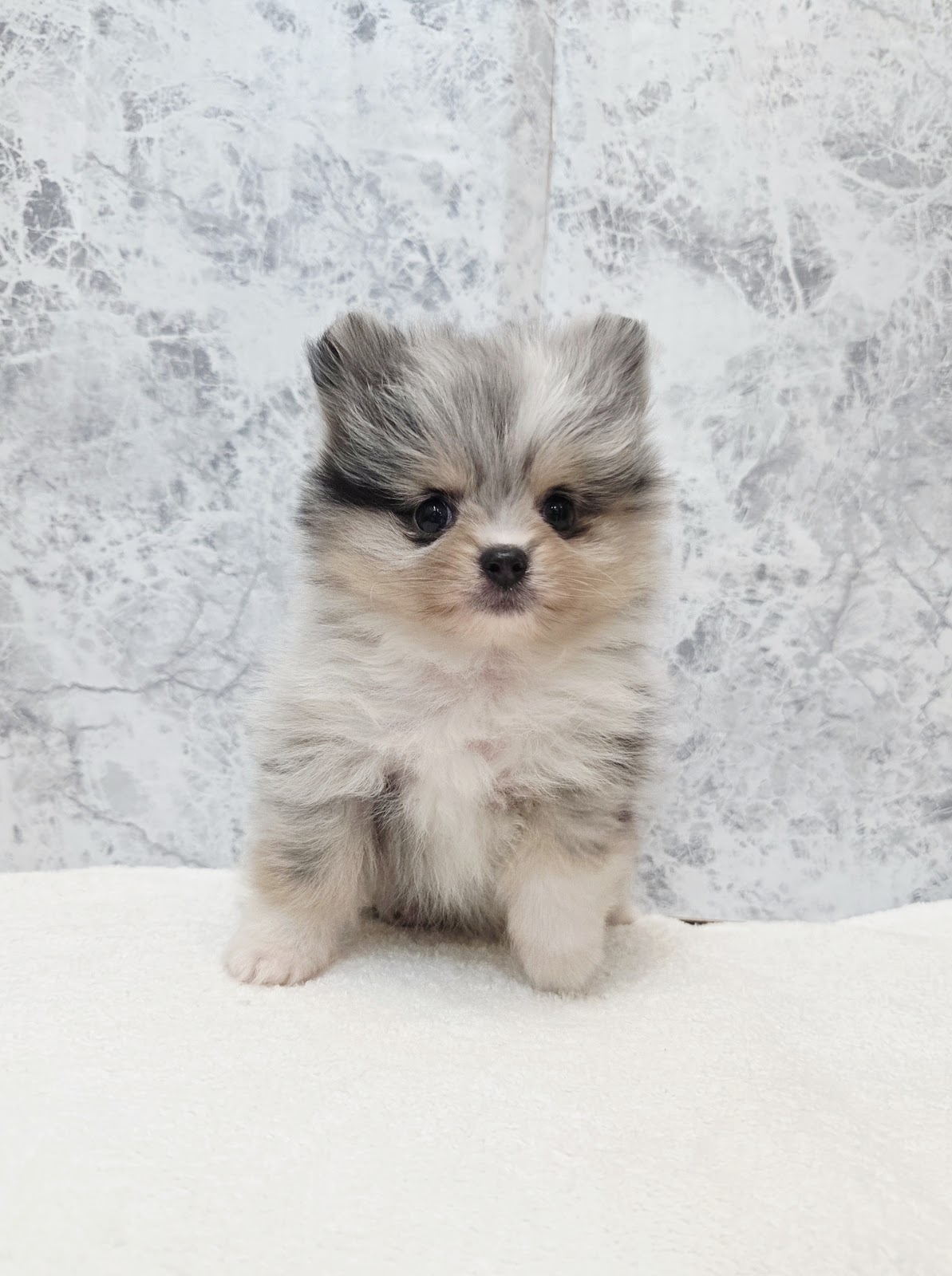 ポメラニアンの写真