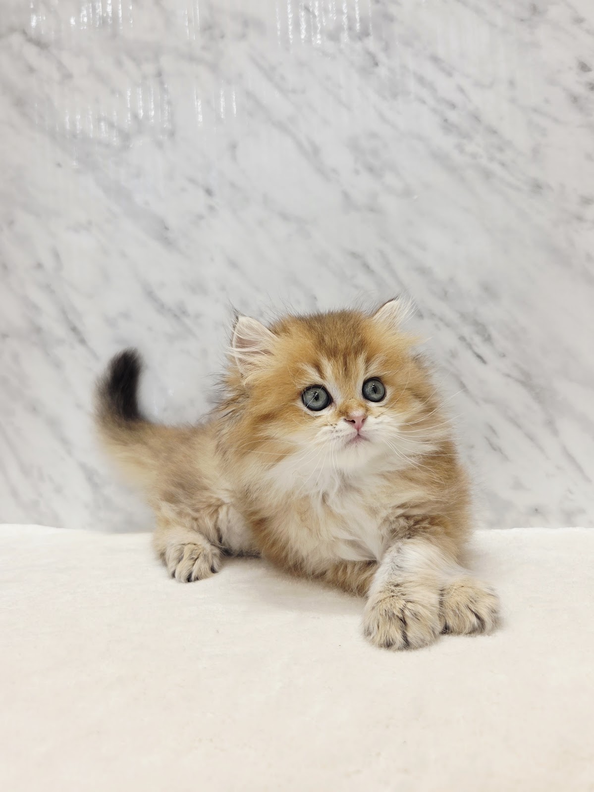 ブリティッシュロングヘアーの写真3