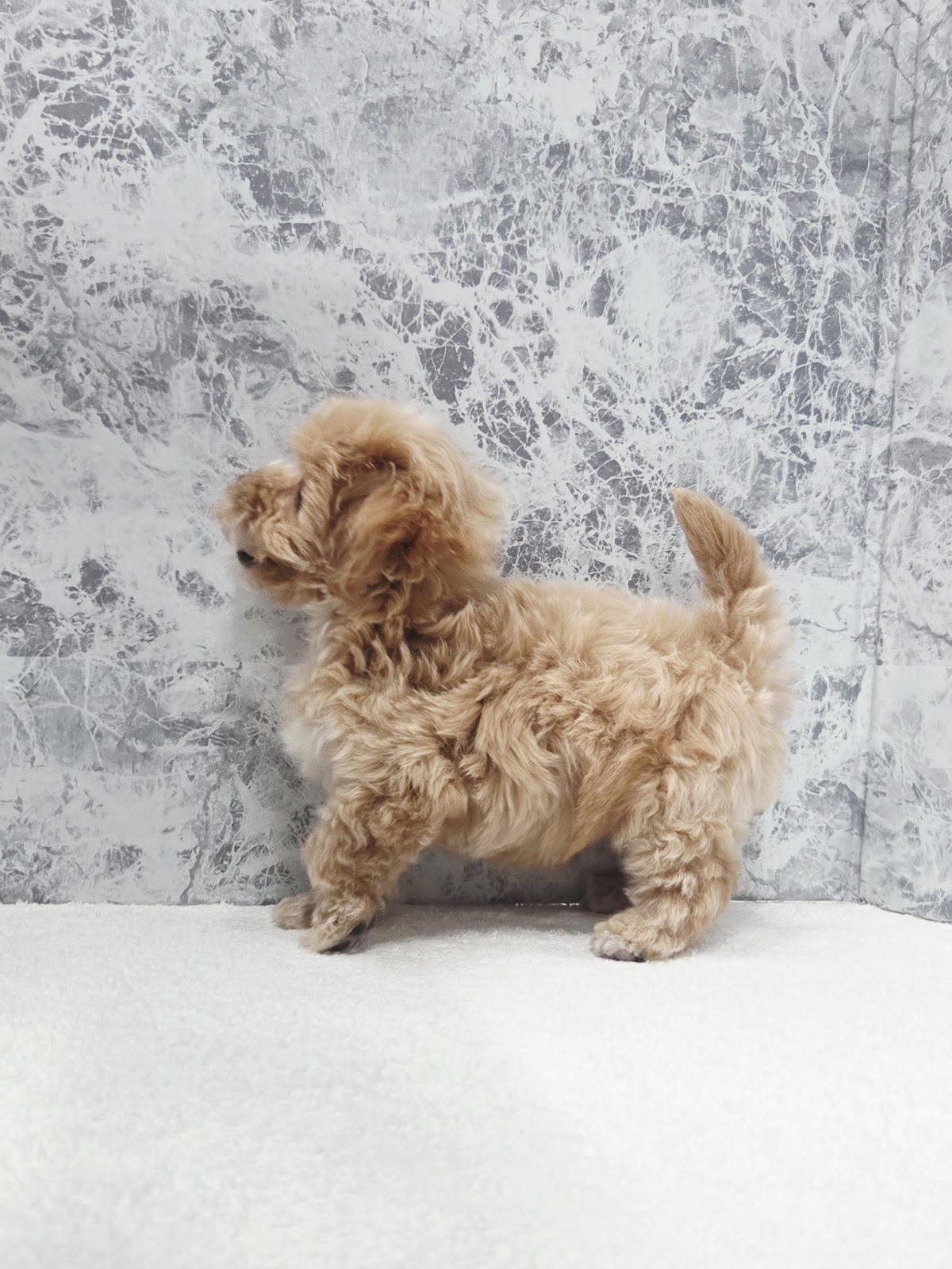 トイプードル×マルチーズの写真2