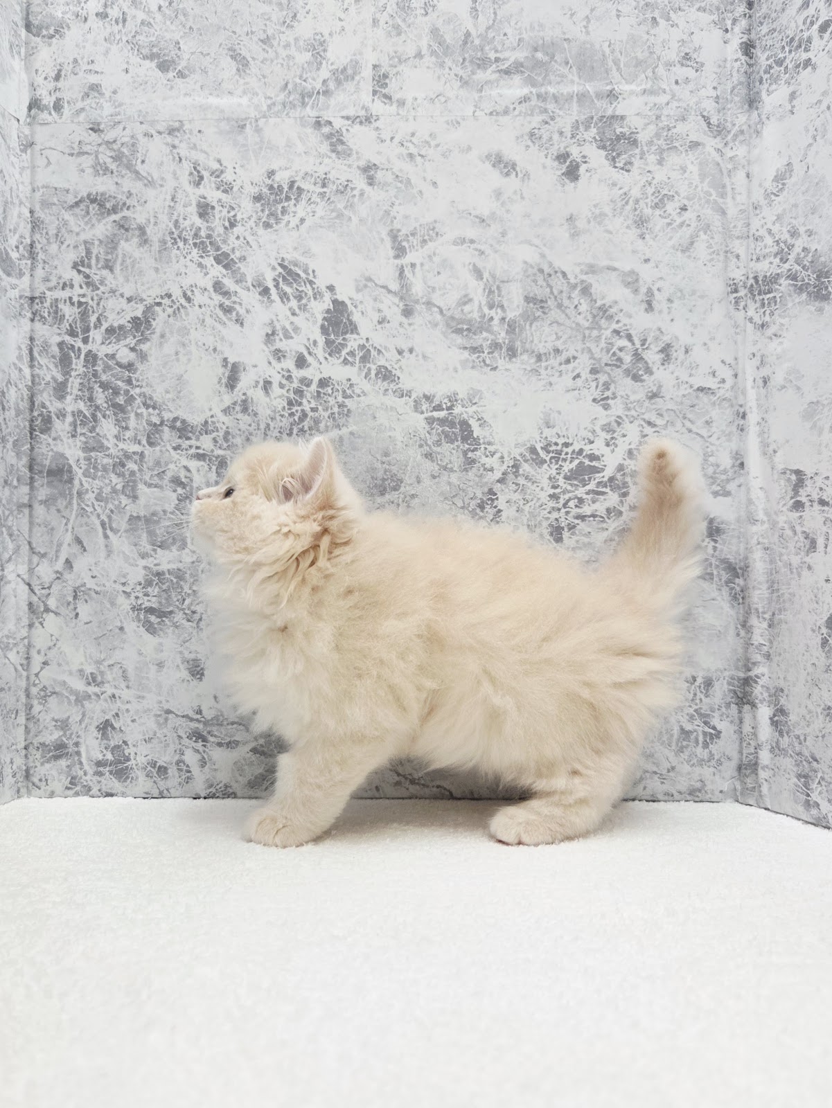 ラガマフィンの写真2