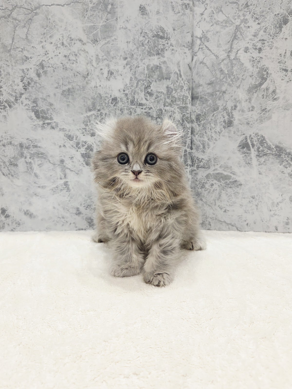 アメリカンカールの写真