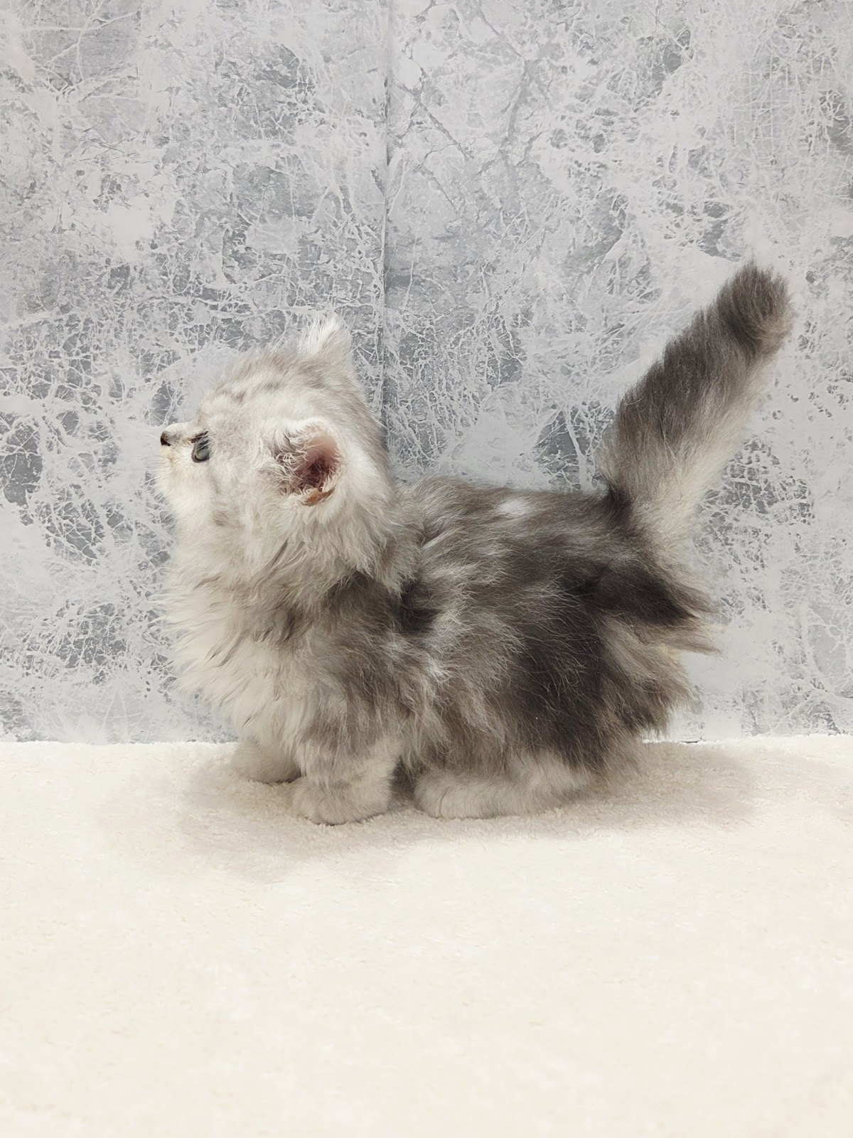 ミヌエットの写真2