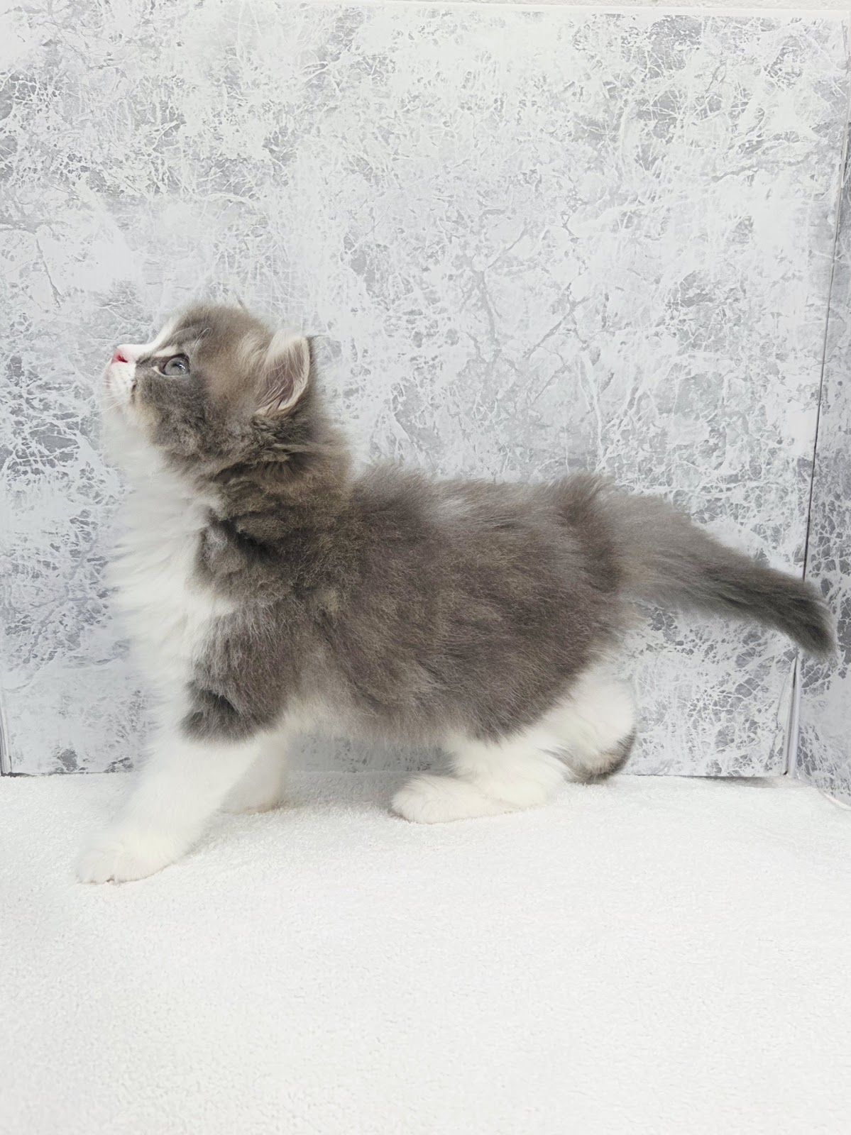 ラガマフィンの写真2