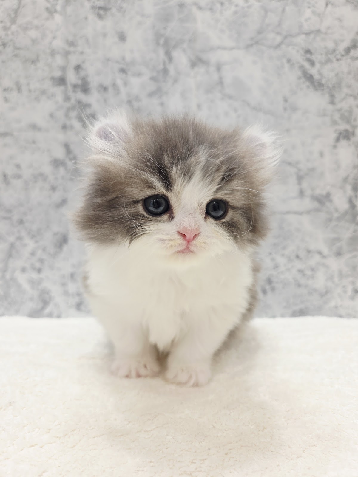 アメリカンカールの写真3