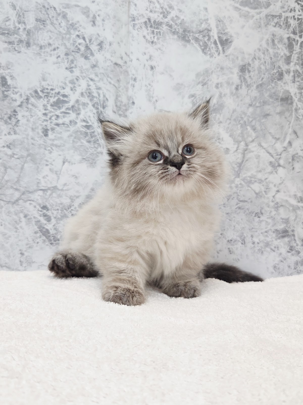 ミヌエットの写真3