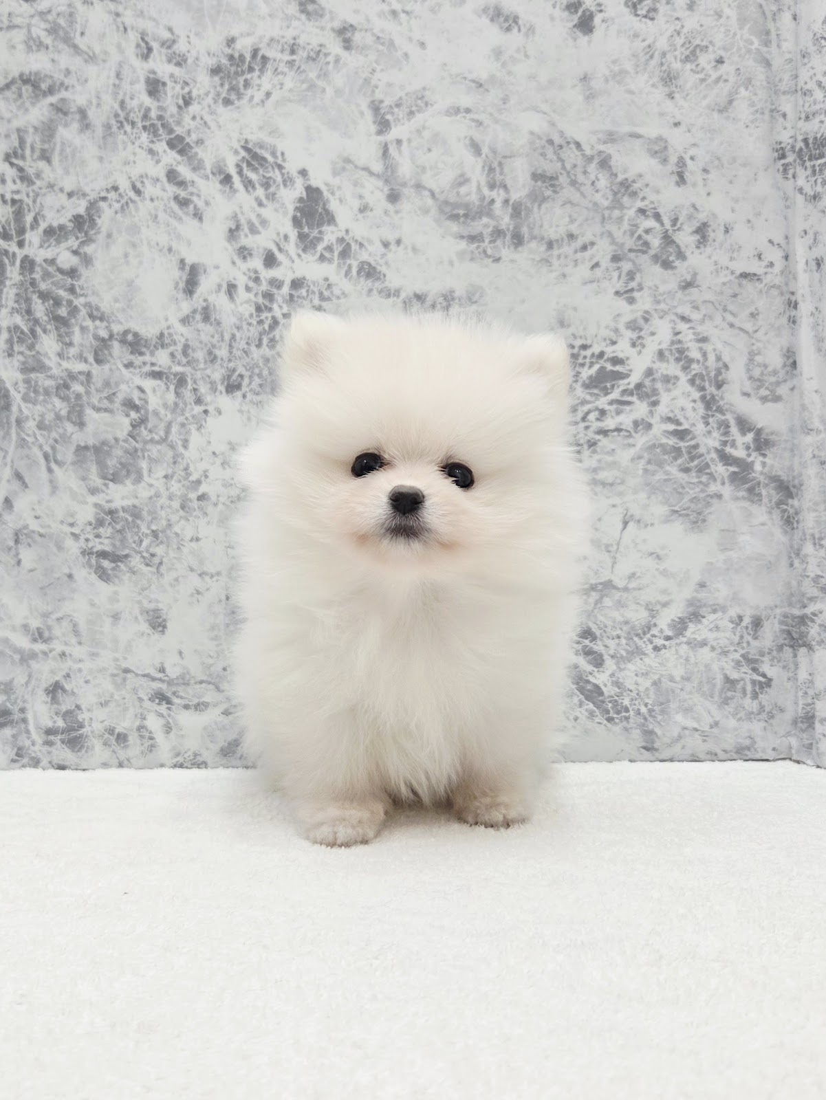 ポメラニアンの写真