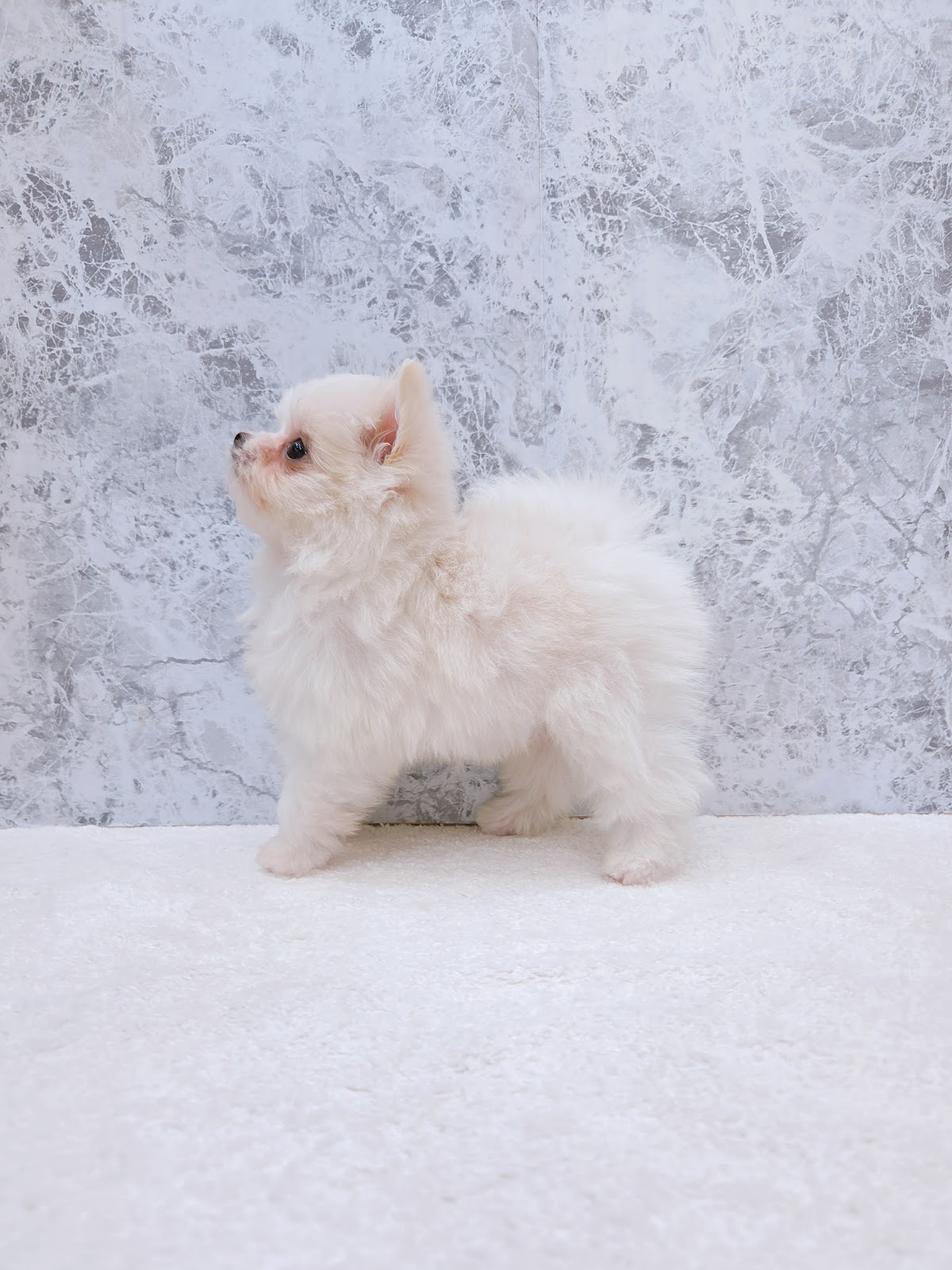 マルチーズ×ポメラニアンの写真2