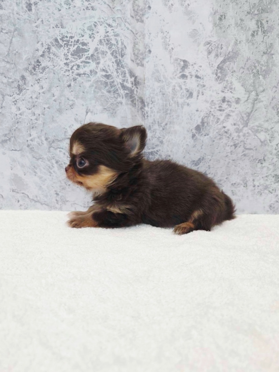 ロングコートチワワの写真2