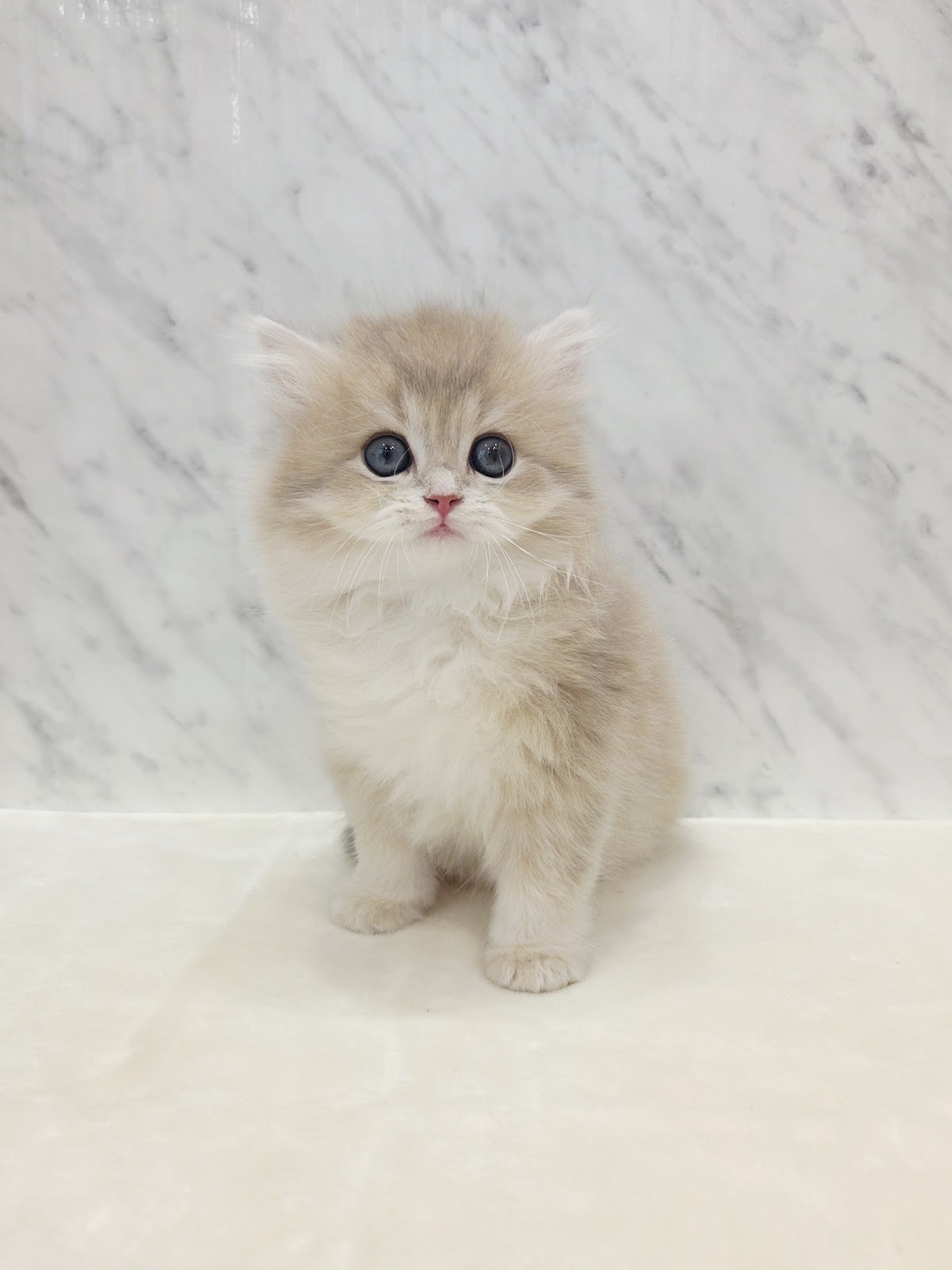 ブリティッシュロングヘアーの写真3