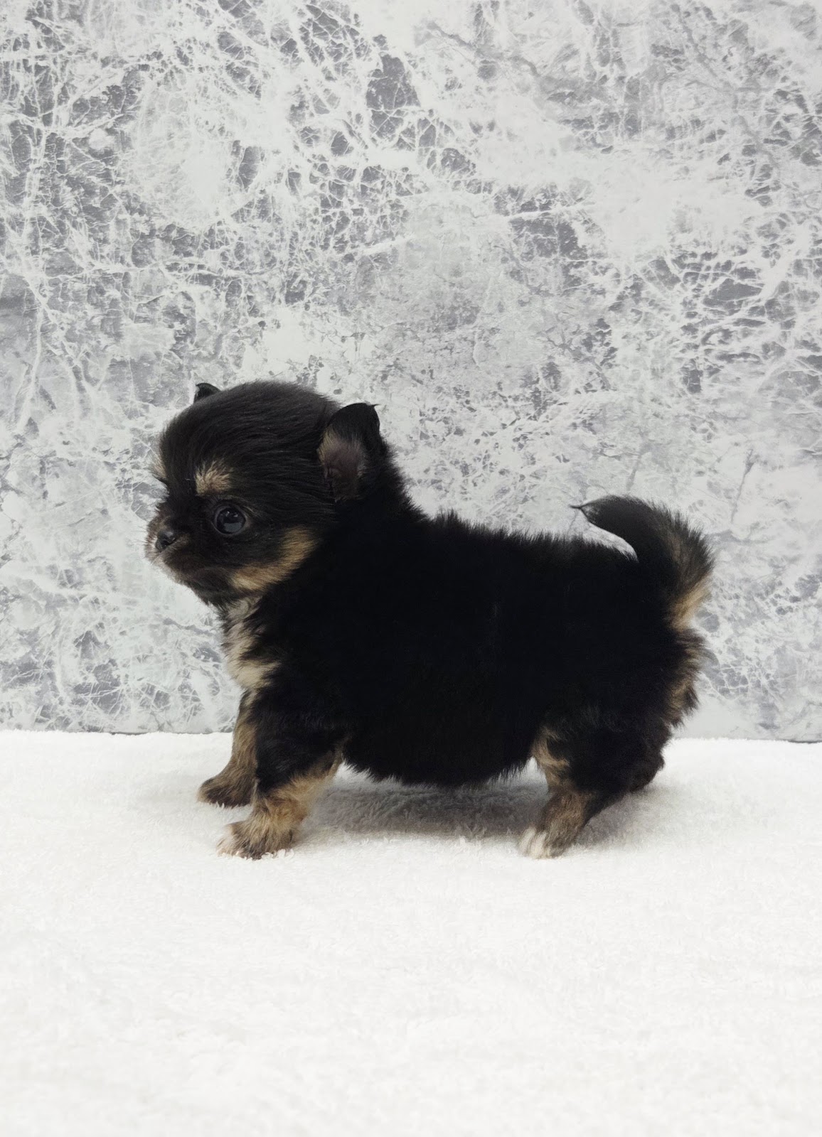 ロングコートチワワの写真2