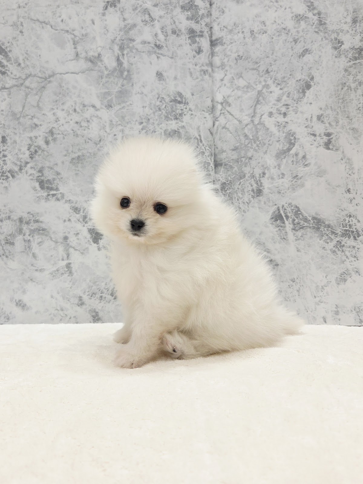 ポメラニアンの写真3