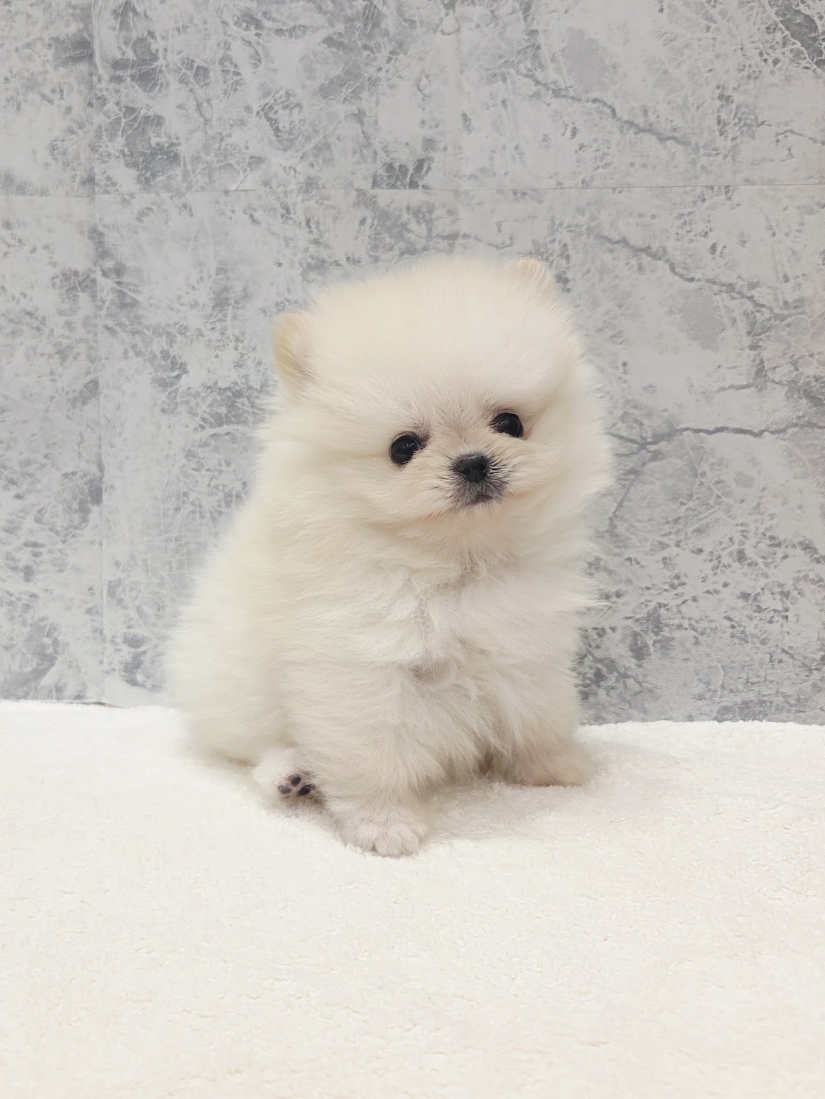 ポメラニアンの写真3