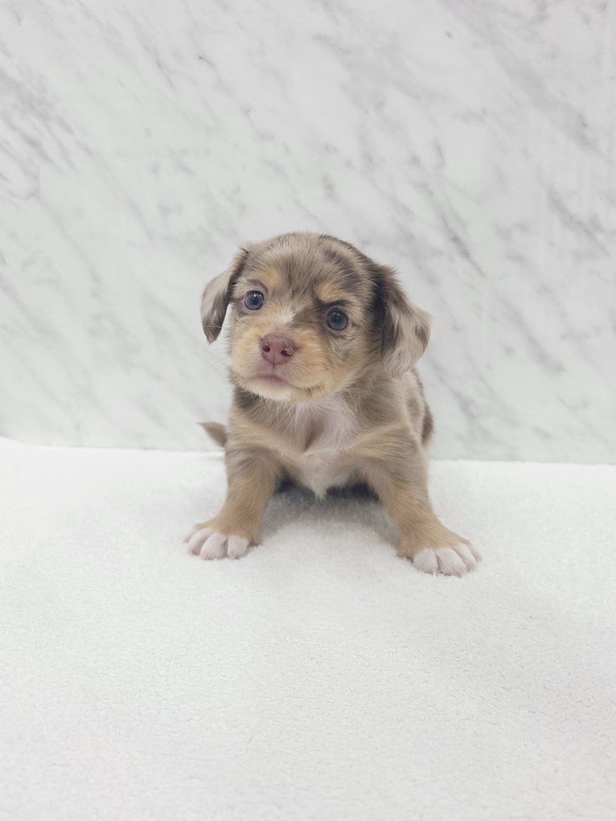 ダックスフンド×チワワの写真3