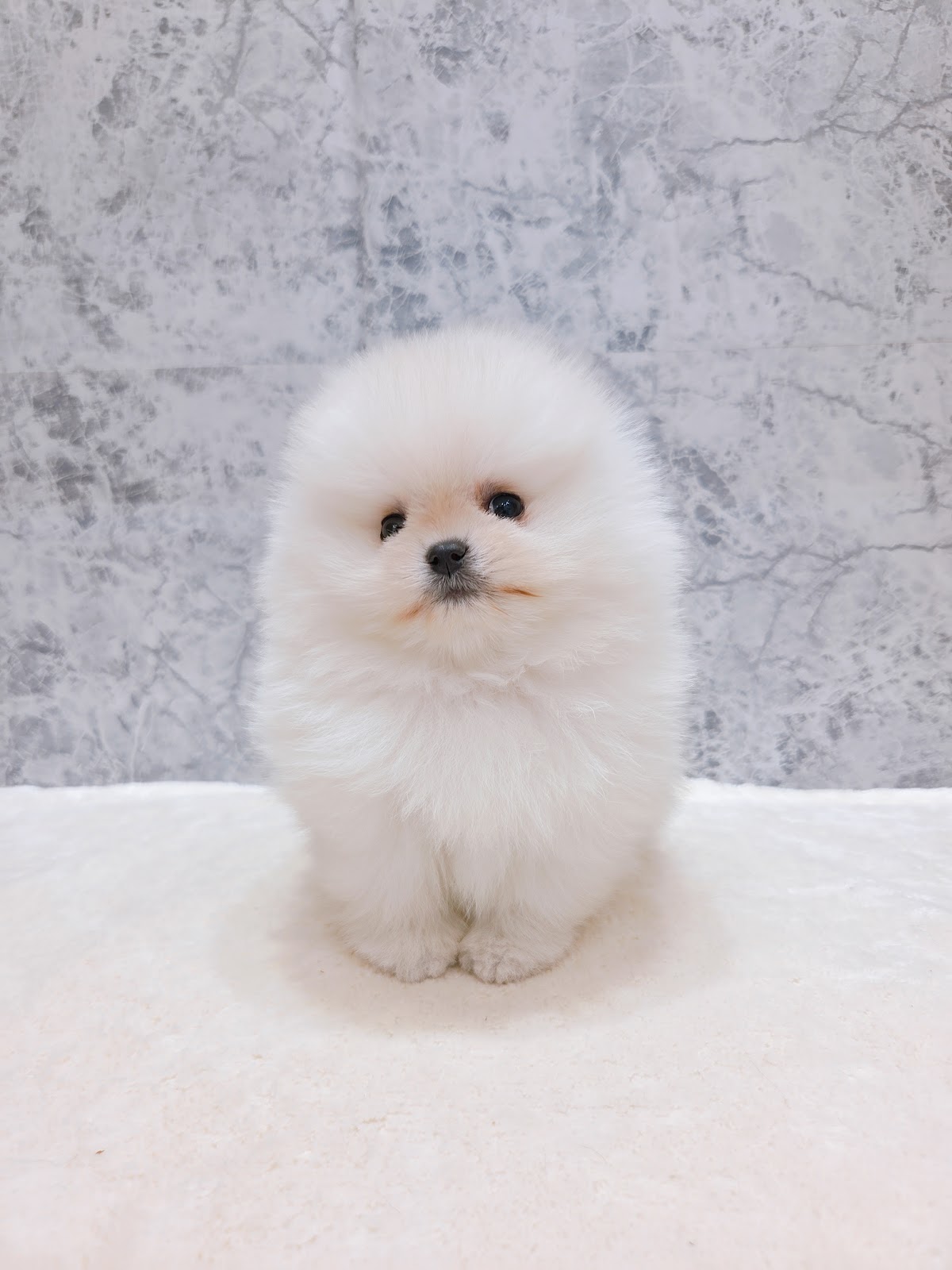 ポメラニアンの写真3