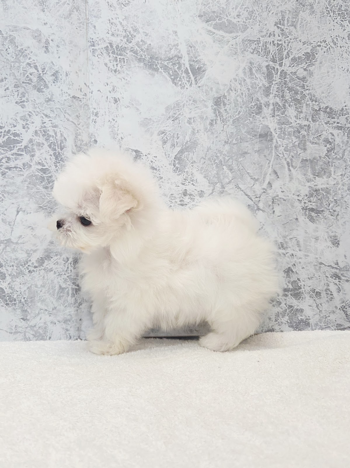 マルチーズの写真2