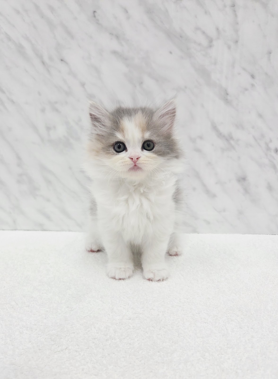 サイベリアンの写真