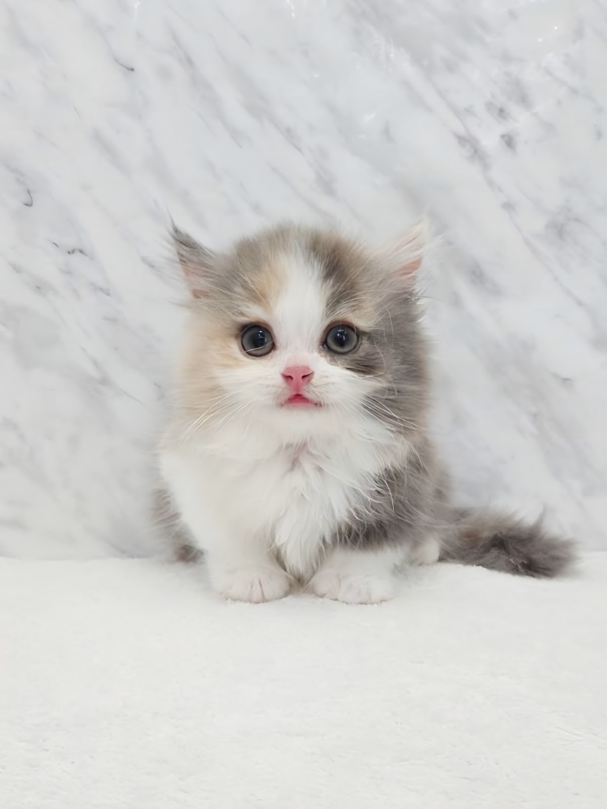 ミヌエットの写真