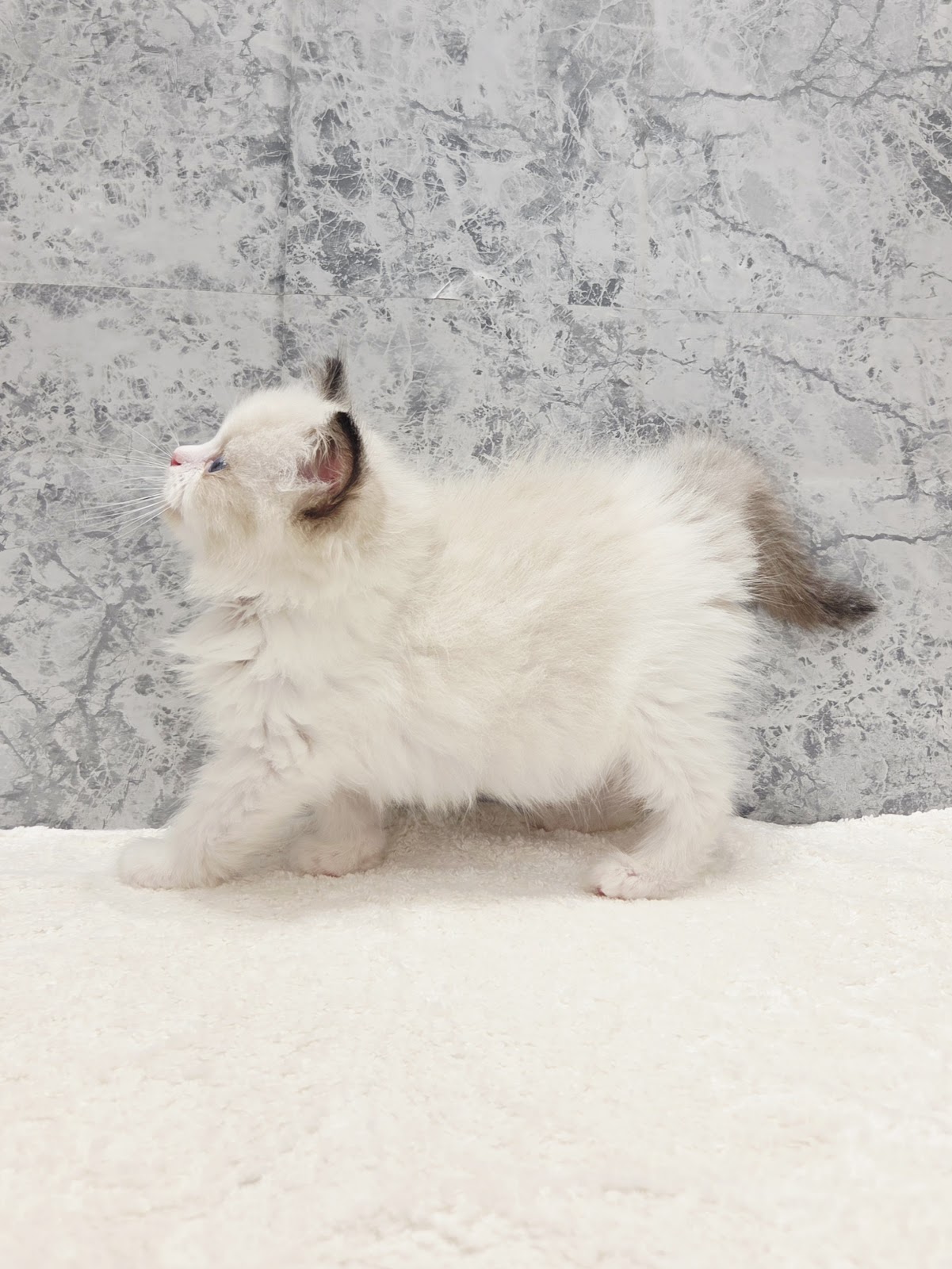 ラグドールの写真2