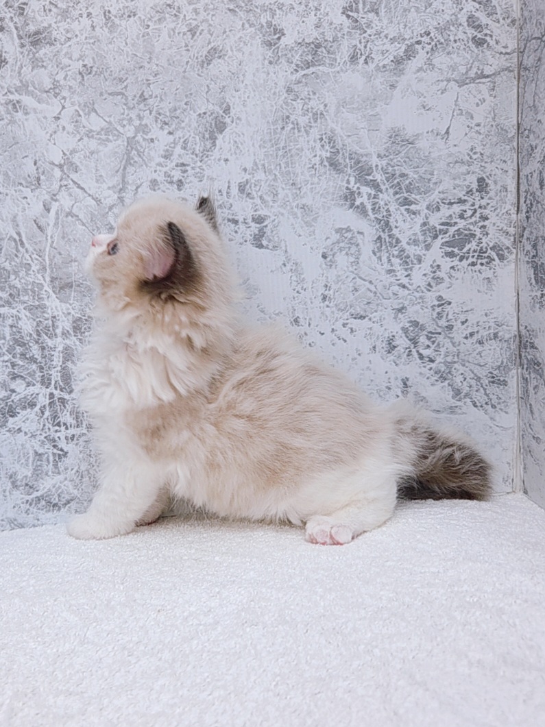 ラグドールの写真2